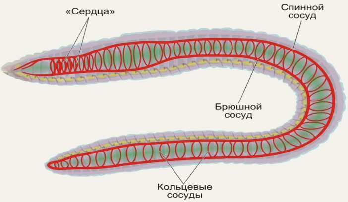 Кольцевые сосуды дождевого червя