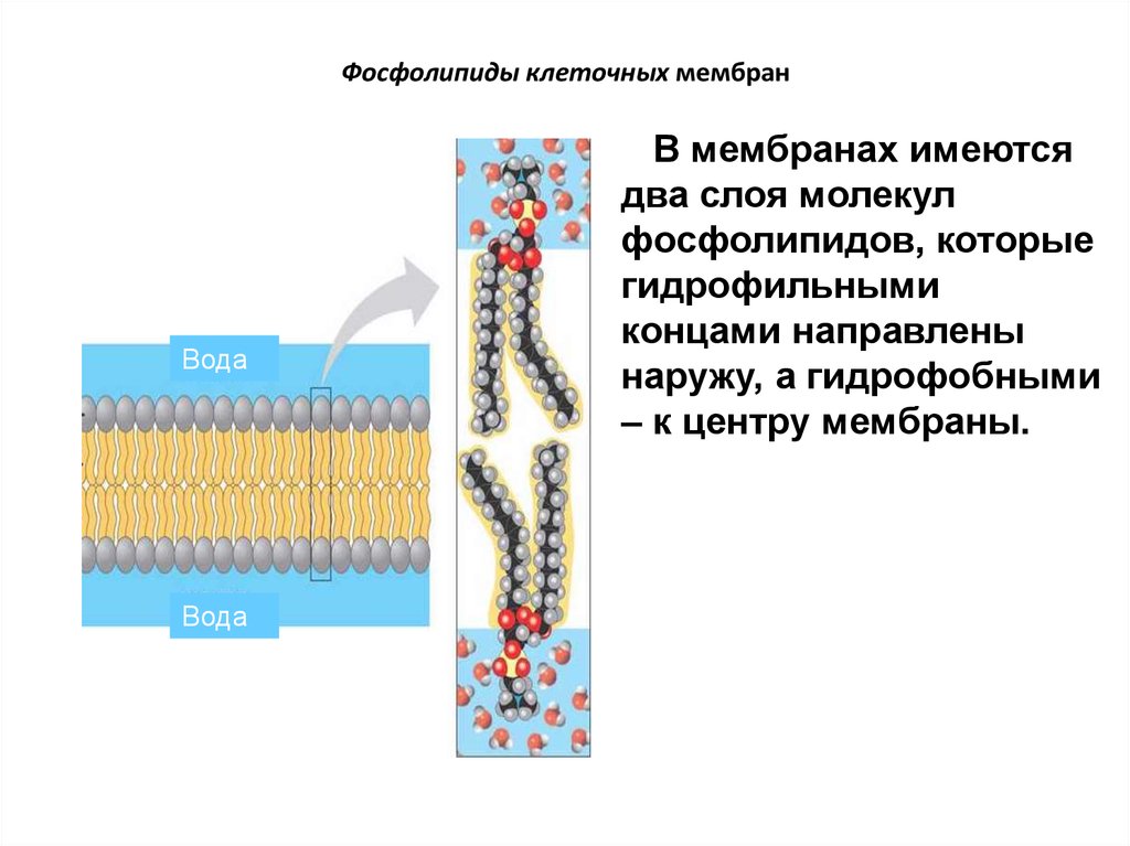 Мембрана имеется. Фосфолипиды клеточной мембраны. Мембрана клетки фосфолипиды. Фосфолипидная мембрана строение. Фосфолипиды плазматической мембраны.