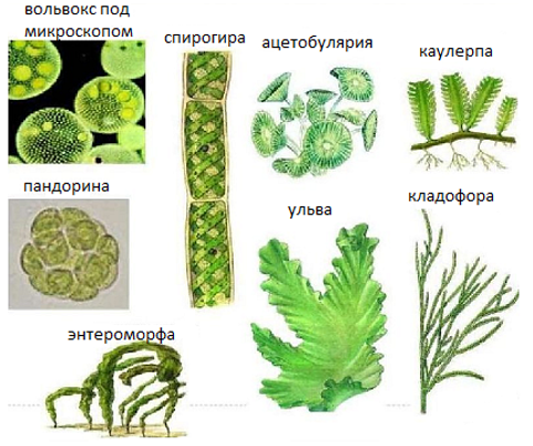 Отдел Зеленые водоросли — что это, определение и ответ
