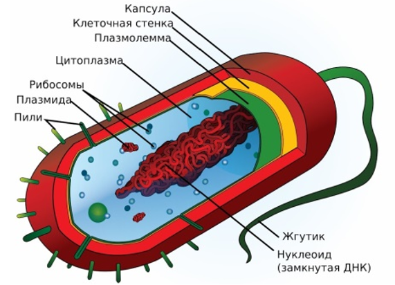 БИОЛОГИЧЕСКИЙ ОТДЕЛ ЦЕНТРА ПЕДАГОГИЧЕСКОГО МАСТЕРСТВА