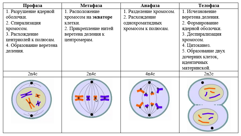 Деление клетки (митоз) на примере препарата кончика корешка лука - 