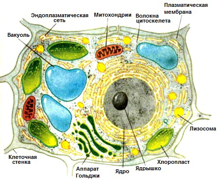 Картинки по запросу "растительная клетка""