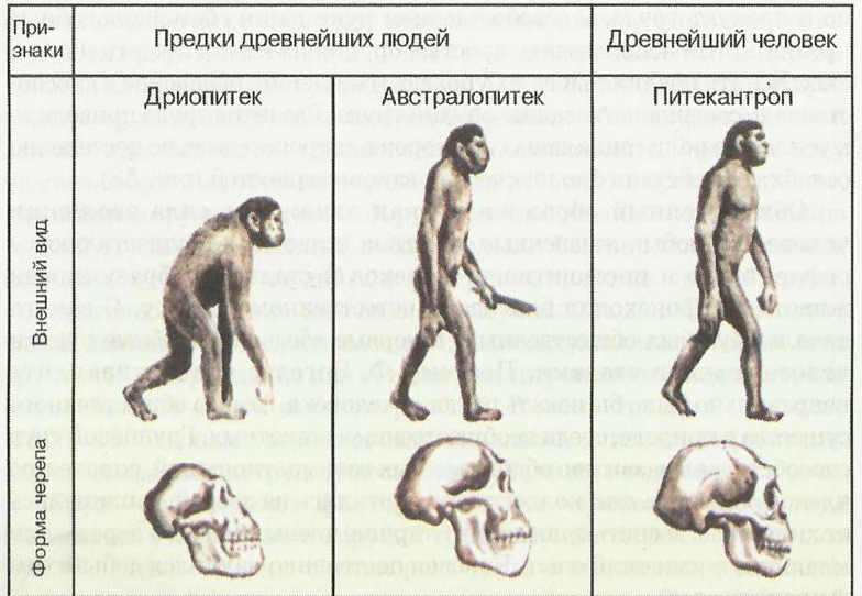 Характеристика предков человека — что это, определение и ответ