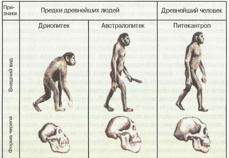 Характеристика предков человека