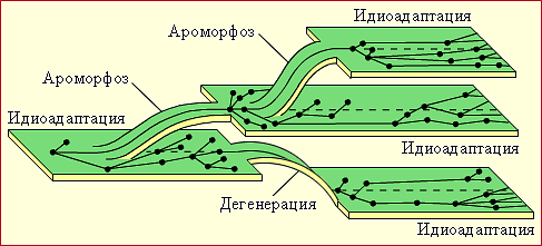 Микроэволюция. Способы видообразования — что это, определение и ответ