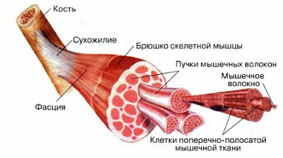 Реферат на тему ОДС