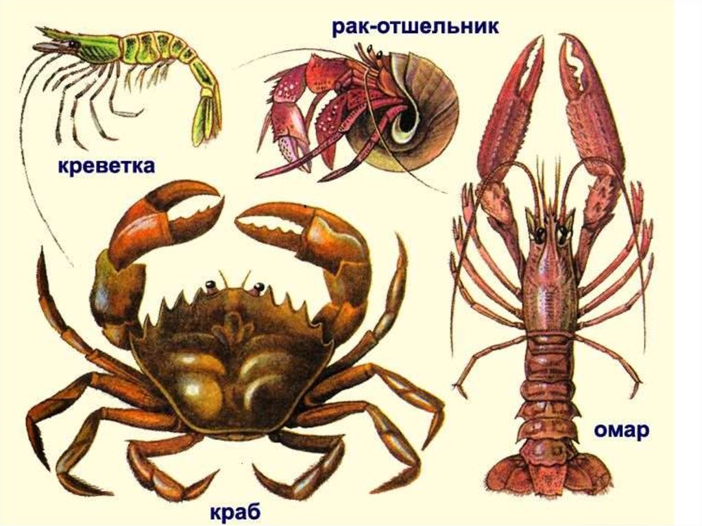 Членистоногие картинки строение