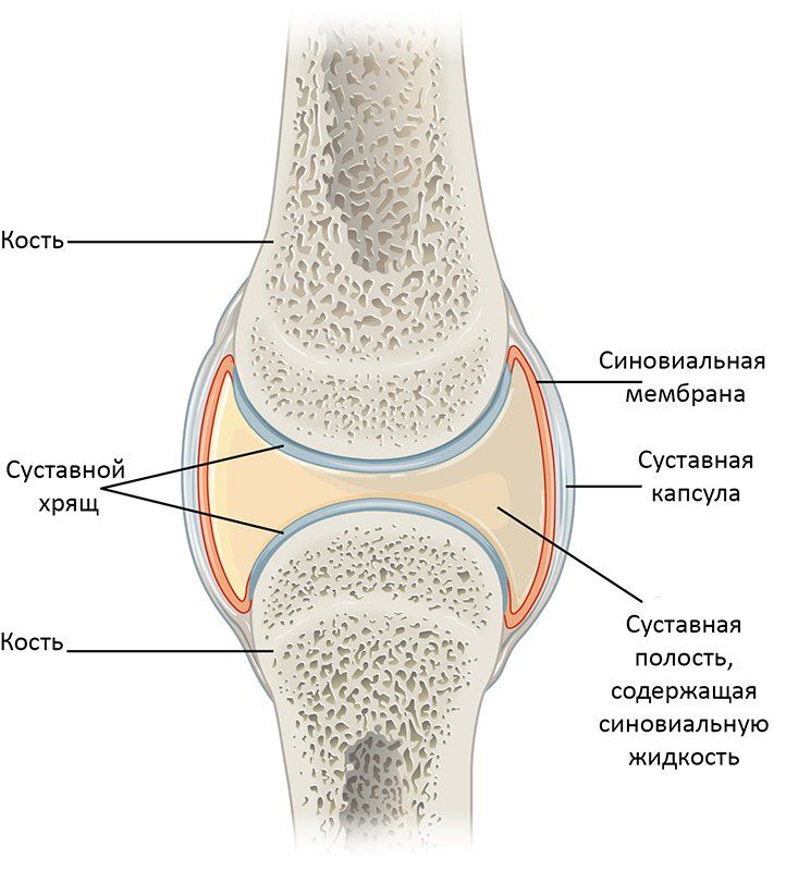 Суставы человека фото