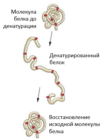 Неорганические и органические вещества клетки