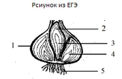 ПО́ЧКА РАСТЕ́НИЙ