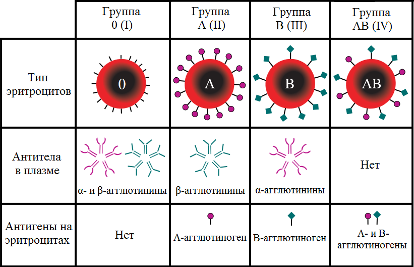 Из чего состоит кровь?