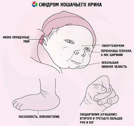 Как формируется и от чего зависит наследственность