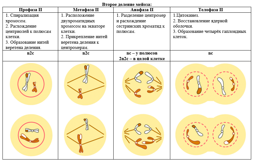 фазы мейоза таблица с рисунками | Дзен