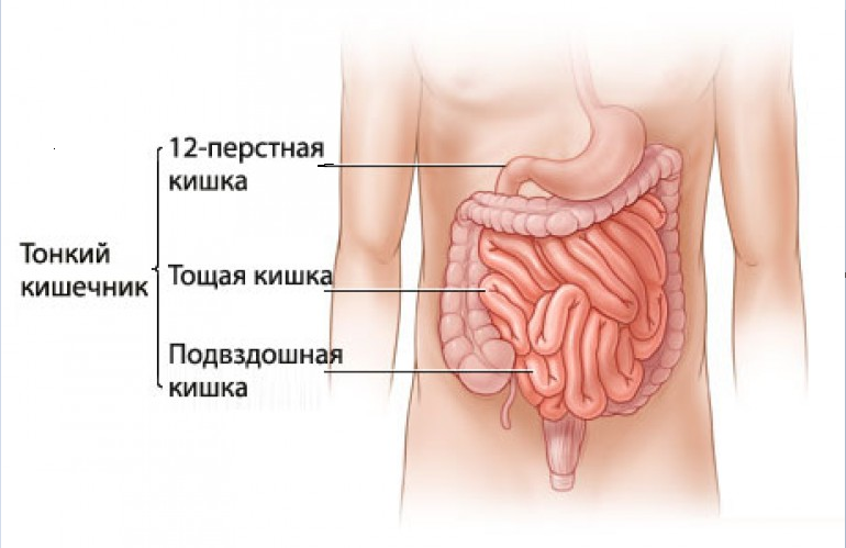 Где находится и как устроен кишечник человека? | ИзучаюМир | Дзен