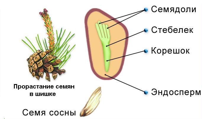 https://foxford.ru/uploads/tinymce_image/image/19550/%D1%81%D0%B5%D0%BC%D1%8F_%D1%81%D0%BE%D1%81%D0%BD.jpg