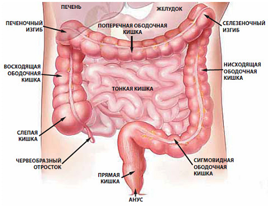 Строение кишечника человека женщины