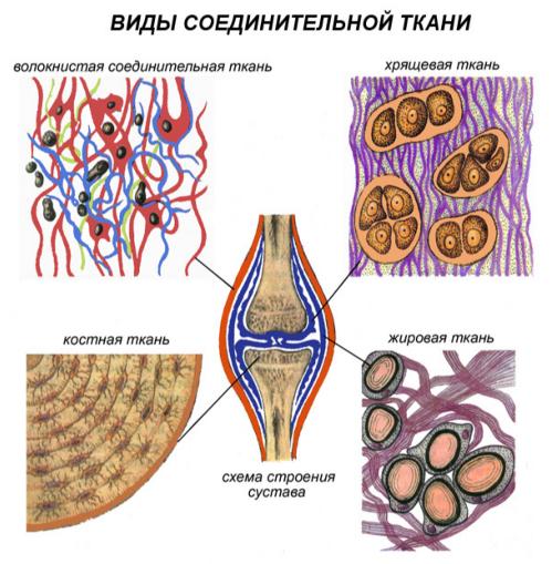 Ткани животных