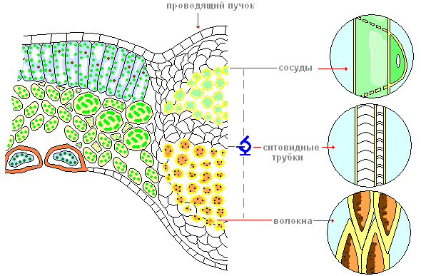 Урок по биологии 