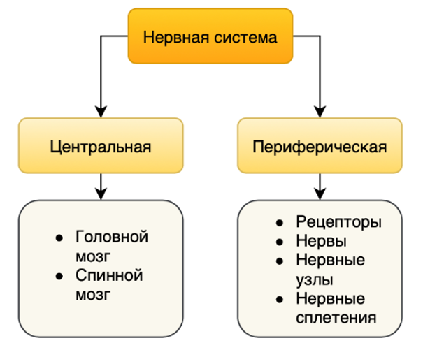 Строение центральной нервной системы (ЦНС)