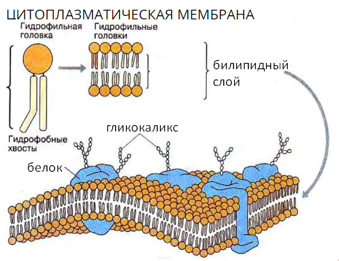 Схема строения клетки