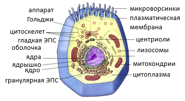 «Каковы основные отличия растительной клетки от животной?» — Яндекс Кью