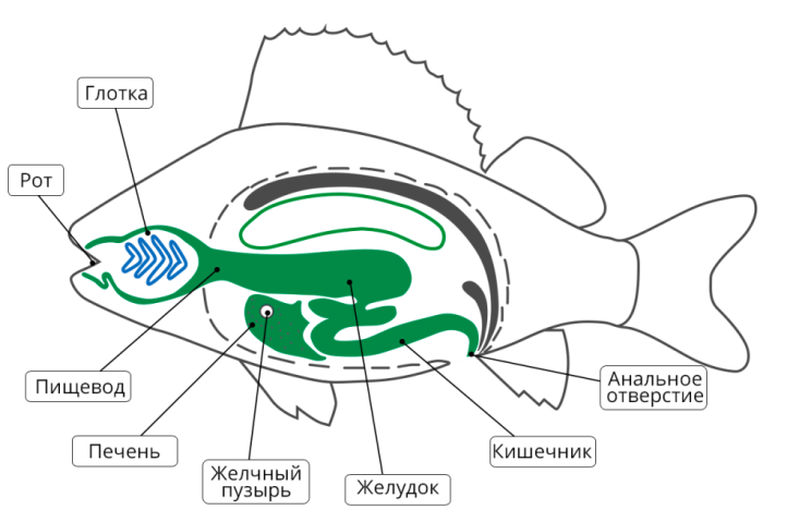 Внутренние органы рыбы схема