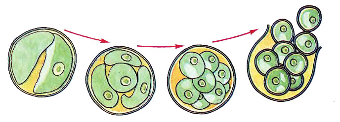 Водоросли размножаются семенами