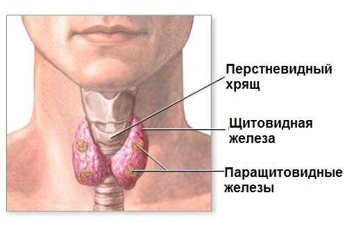 Картинки по запросу "щитовидная железа""