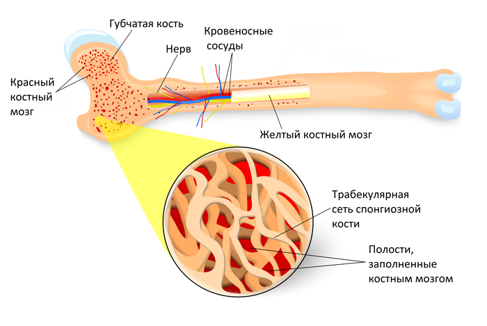 Великая иммунологическая революция