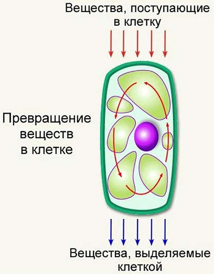 Схема метаболизм клетки