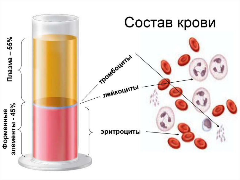 Клинический (общий) анализ крови: расшифровка, нормы ОАК