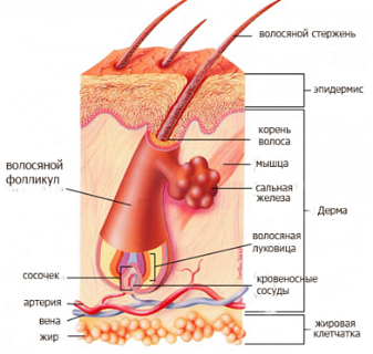 Строение кожи и волос - YOCONCEPT