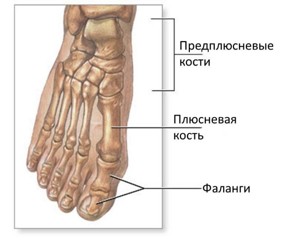 Картинки по запросу предплюсна плюсна фаланги