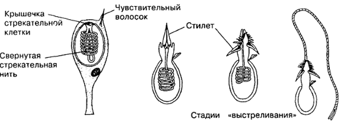 Простые поделки из бумаги: летающая игрушка-птичка легко и просто