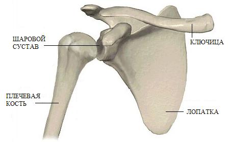 Картинки по запросу лопатка и ключица