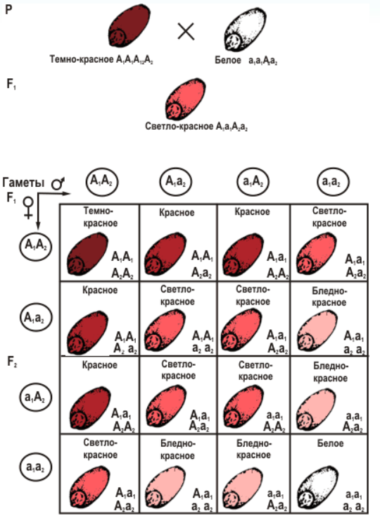Скрещивания красных. Наследование окраски зерен пшеницы. Наследование окраски зерен у пшеницы Полимерия. Полимерия окраска зерен пшеницы. Наследование окраски зерна пшеницы при взаимодействии двух пар генов.