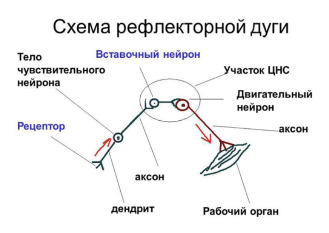 Рефлекторная дуга рисунок. На схеме рефлекторной дуги двигательный Нейрон. Рецептор на схеме дуги рефлекса. Рефлекторная дуга схема чувствительный Нейрон вставочный Нейрон. Схема трехнейронной рефлекторной дуги оборонительного рефлекса.