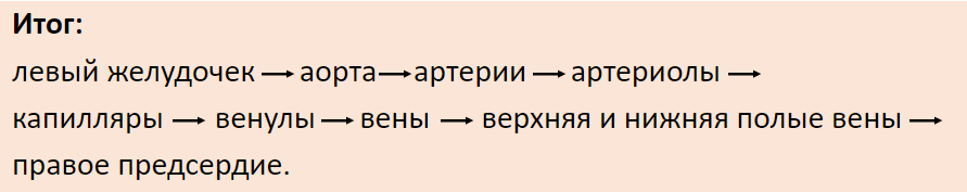 Сердечно-сосудистая система