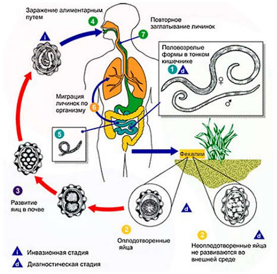 Антитела к печеночным сосальщикам (Fasciola hepatica), IgG | Клиника УРО-ПРО в Краснодаре