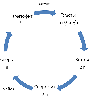 Жизненные циклы растений. Гаметофит и спорофит • Биология, Растения и грибы • Фоксфорд Учебник