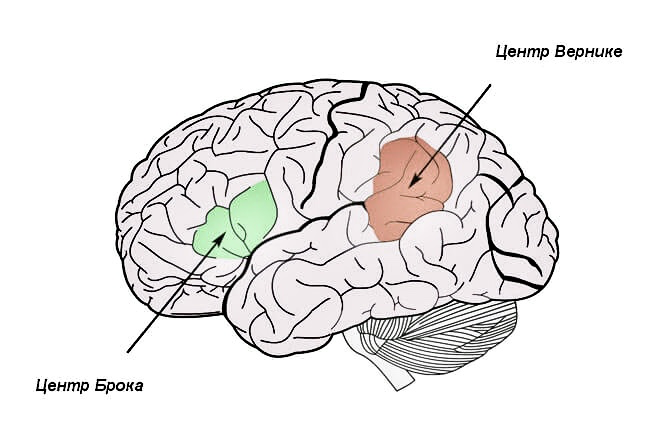 Зона брока и вернике. Primary Motor Cortex. Проекционные зоны коры головного мозга. Префронтальная ассоциативная область. Мозг билингва.