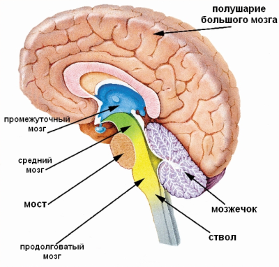 ÐÐ°ÑÑÐ¸Ð½ÐºÐ¸ Ð¿Ð¾ Ð·Ð°Ð¿ÑÐ¾ÑÑ Ð¾ÑÐ´ÐµÐ»Ñ Ð³Ð¾Ð»Ð¾Ð²Ð½Ð¾Ð³Ð¾ Ð¼Ð¾Ð·Ð³Ð°