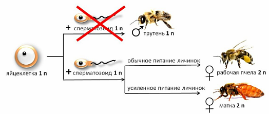 Половое размножение — что это, определение и ответ