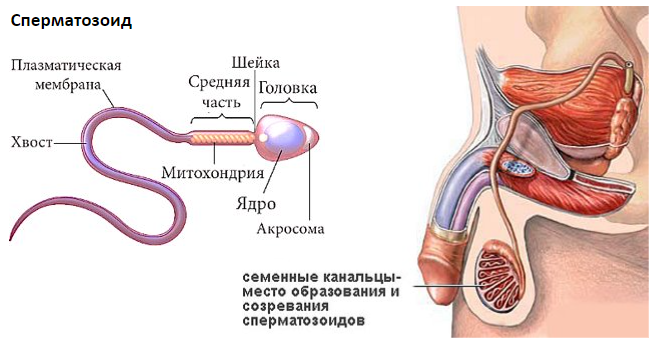 Анатомия женских половых органов. Киев, Печерск | 