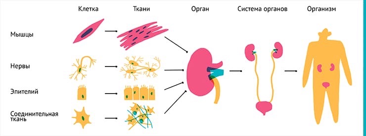 Живые организмы: почему они называются открытыми?