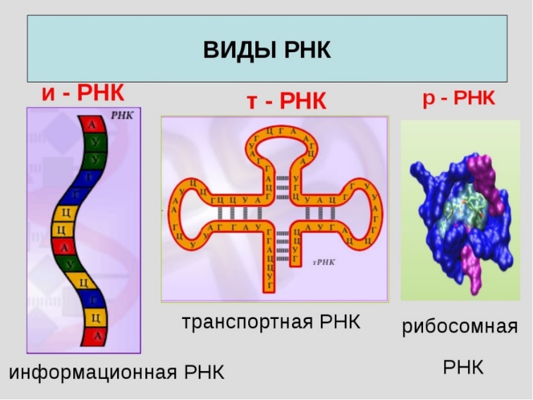Картинки по запросу "виды рнк""