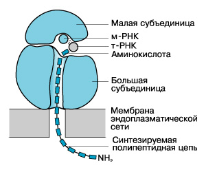 https://obrazovaka.ru/wp-content/uploads/2018/06/stroenie-ribosom.jpg