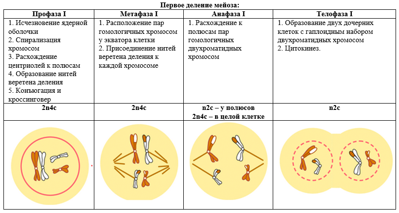 фазы мейоза таблица с рисунками | Дзен