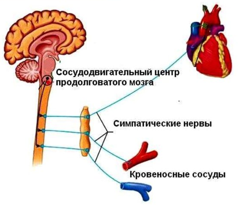 Центр регуляции кровяного давления. Давление в сосудах. Какие терморецепторы расширяют сосуды.