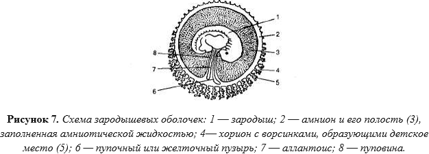 Органогенез